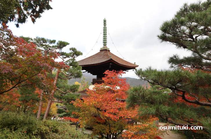常寂光寺には紅葉がたくさん植えられています(2018年11月14日)