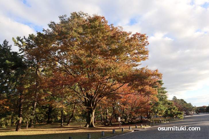 学習院発祥の地の紅葉(2018年11月15日撮影)