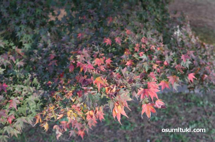 2018年 京都の紅葉はだいたいこんな感じ