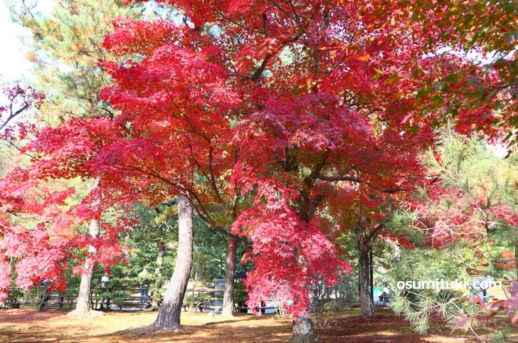 鏡湖池(庭園 有料エリア)で見られる紅葉(2018年11月21日撮影)