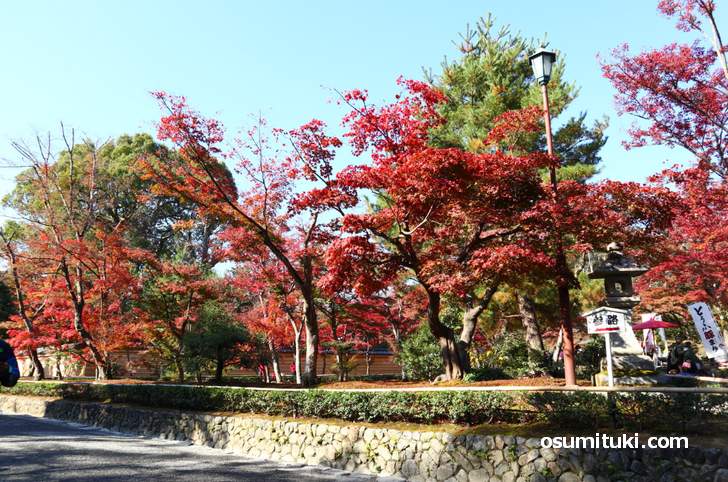 金閣寺を入ってすぐ右手で紅葉を楽しめます(2018年11月21日撮影)