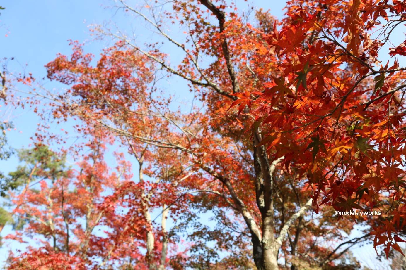 金閣寺の紅葉が見頃になりました(2018年11月21日)