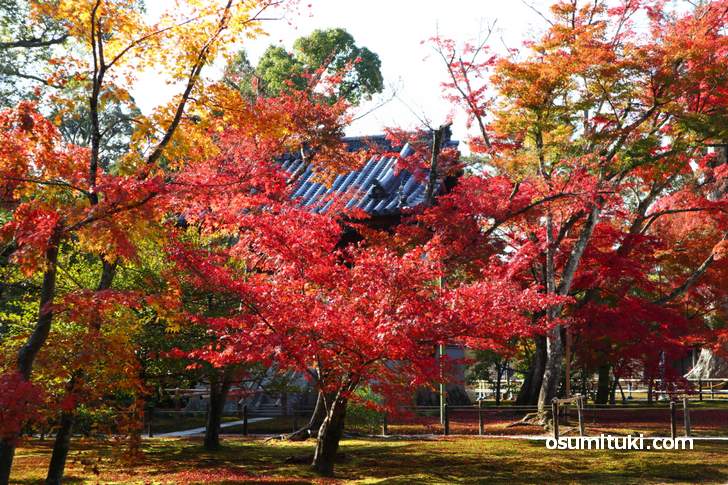 金閣寺の庭園に入る直前で見られる紅葉(2018年11月21日撮影)