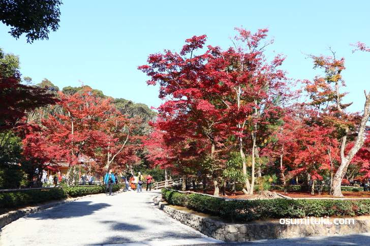 明日(勤労感謝の日)から三連休「金閣寺の紅葉が見頃」です!