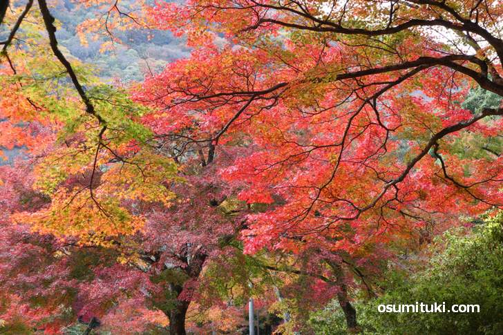 嵐山公園亀山地区の紅葉は絶景です(2018年11月25日)