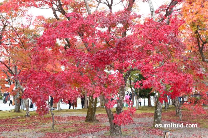 嵐山・天龍寺の紅葉（2018年11月25日）