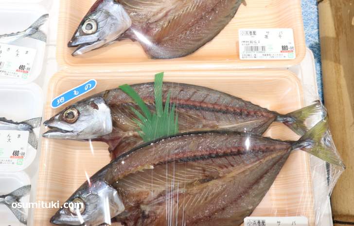 小浜港の有名な魚といえば「若狭かれい」と「サバ(鯖)」です
