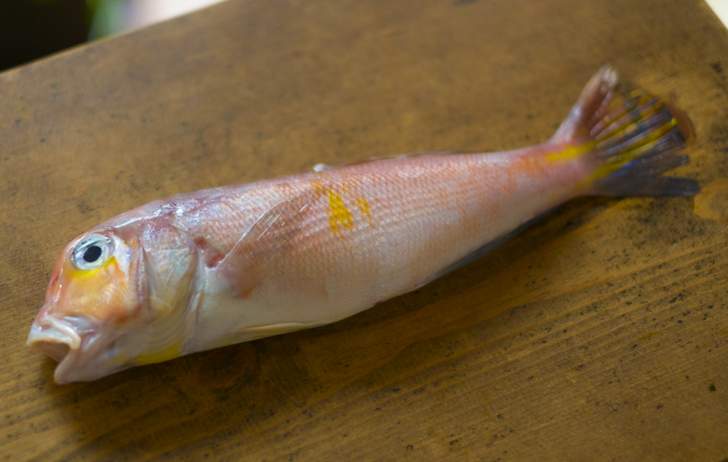 京都などで特別な呼び名を持つある魚がこれ（若狭ぐじ）