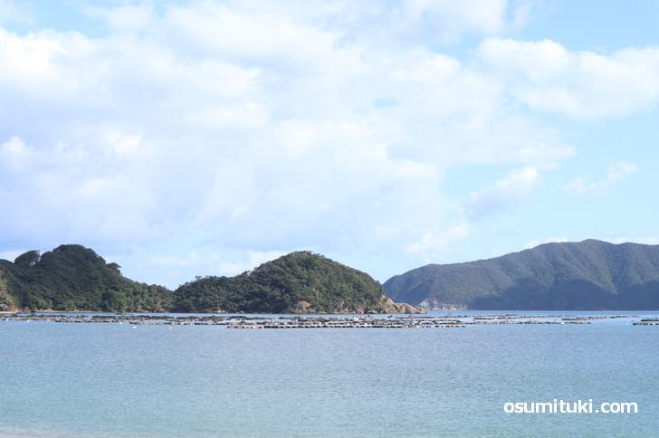 小浜では養殖も盛んに行われています(福井県小浜市阿納)