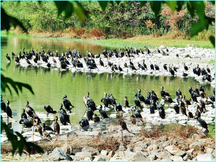 昆陽池に棲む川鵜の群