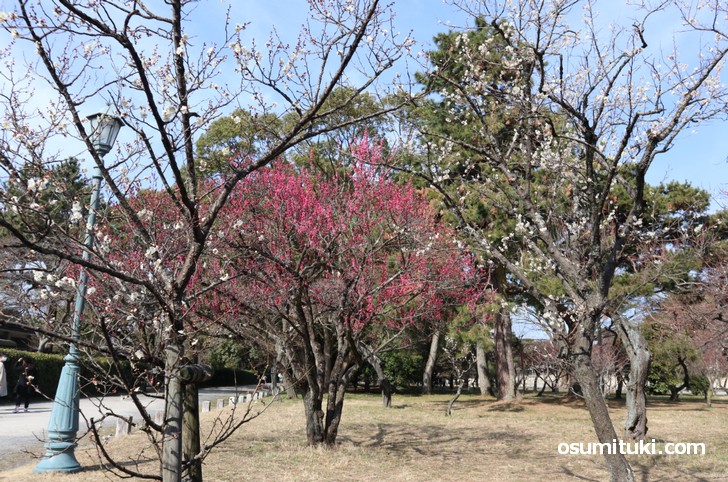 京都御苑の梅林(2019年2月25日撮影)
