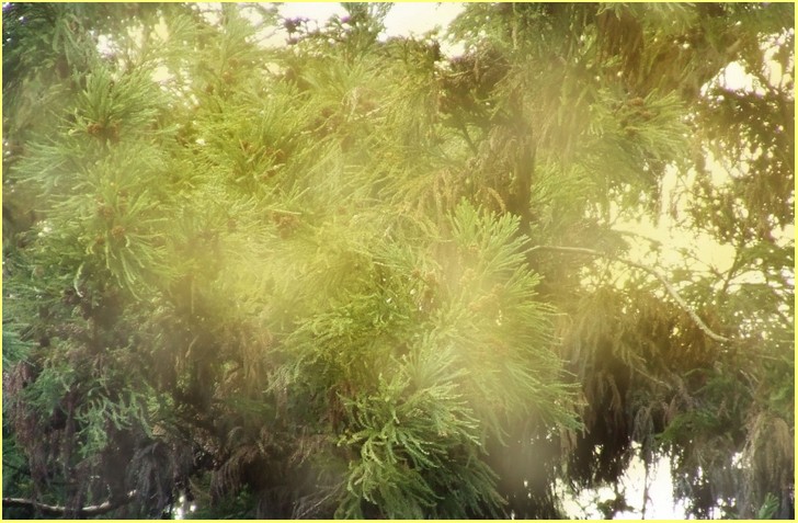 杉の花粉が飛び散る季節でも「花粉症がいない奇跡の村」が紹介