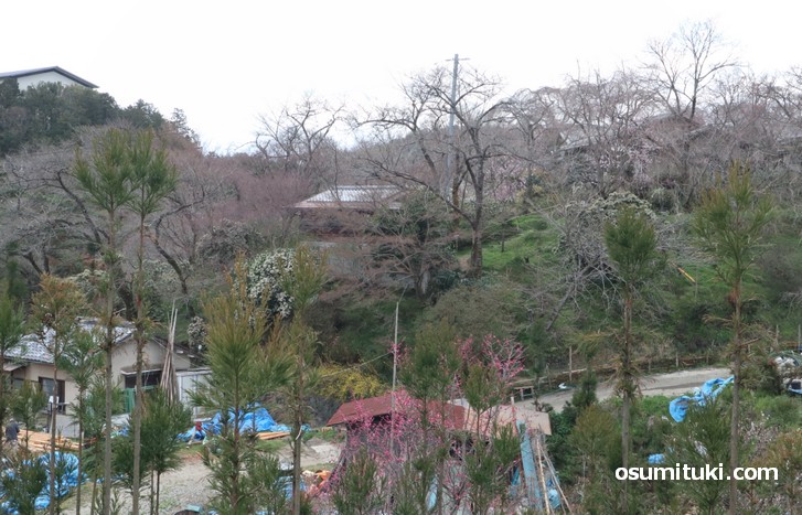 京都「原谷苑」桜の開花状況(2019年3月24日)
