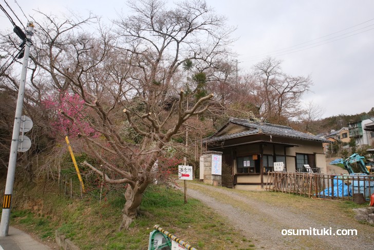 京都「原谷苑」桜の開花状況(2019年3月28日)