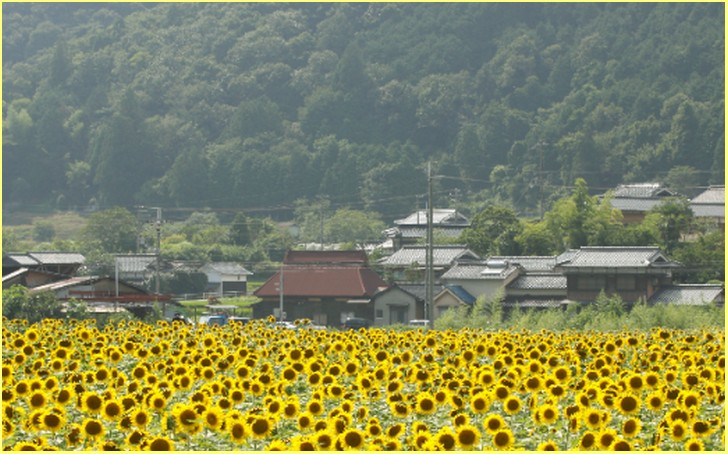 兵庫県佐用郡佐用町のヒマワリ畑(南光ひまわり畑)