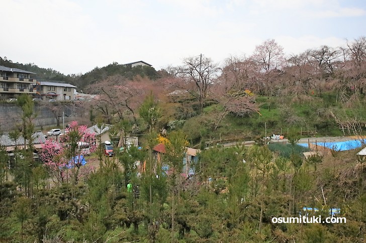 京都「原谷苑」桜の開花状況(2019年3月31日)