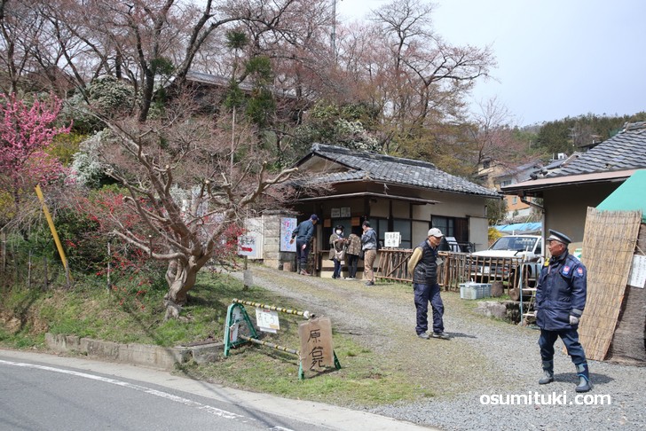 京都「原谷苑」桜の開花状況(2019年4月1日)
