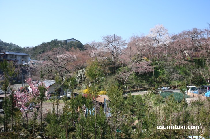 京都「原谷苑」桜の開花状況(2019年4月4日)