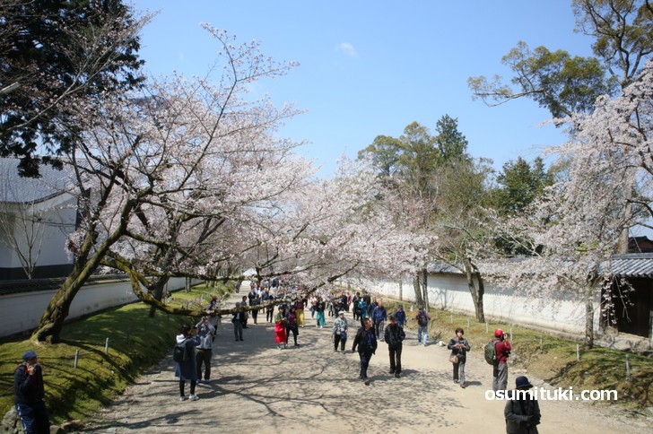 醍醐寺仁王門前の桜、ツボミよりも開花した方が多くなっています
