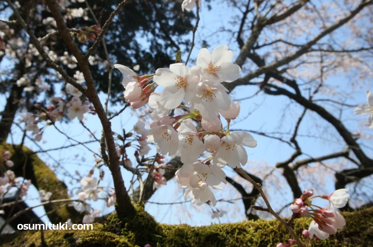 豊臣秀吉が一族の栄華を誇るために畿内から700本の桜を集めたといわれています