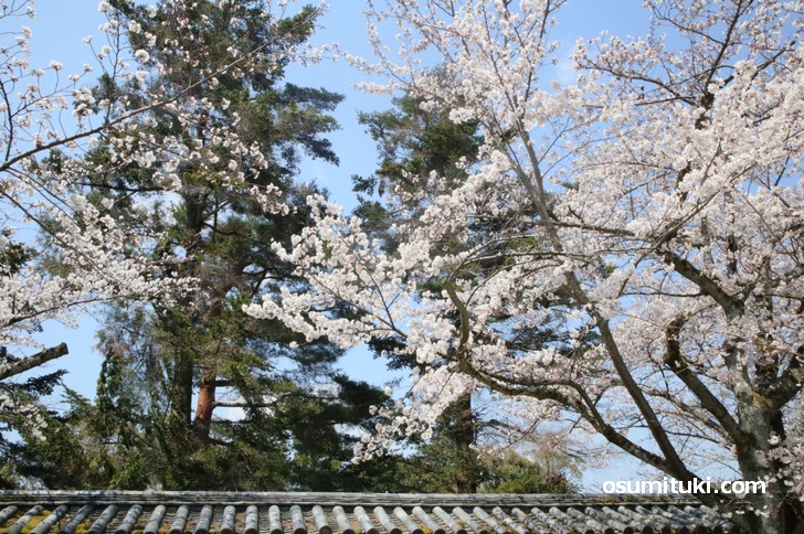 京都で歴史ある桜の名所といえば豊臣秀吉が花見をした「醍醐寺」