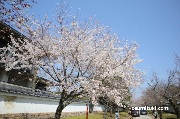 駐車場から三宝院へ向かう途中、境内に桜がたくさん咲いています