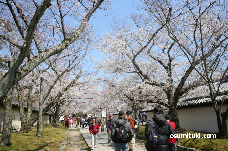 境内を歩いているだけでも桜を堪能できました