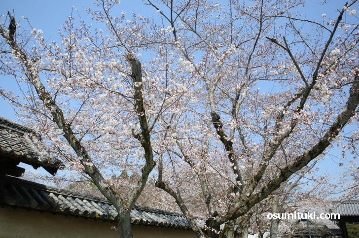 しだれ桜やソメイヨシノは満開です