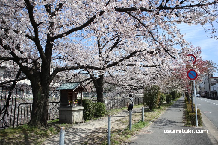 冷泉通(神宮丸太町)から見た疎水の桜