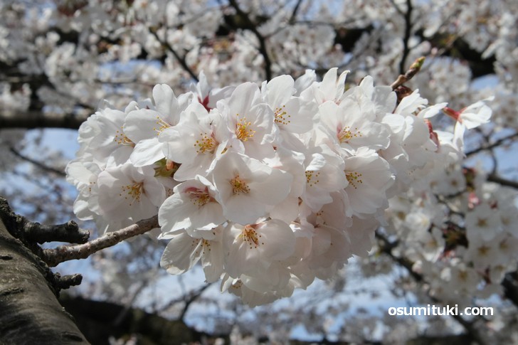 満開の桜も多くありました(京都・岡崎エリア)