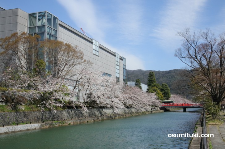 京都国立近代美術館の周辺が一番の桜スポットです