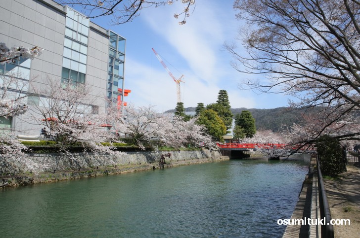 途中で平安神宮の大鳥居と桜並木の撮影スポットがあります