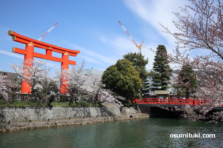 平安神宮の大鳥居と桜並木の写真