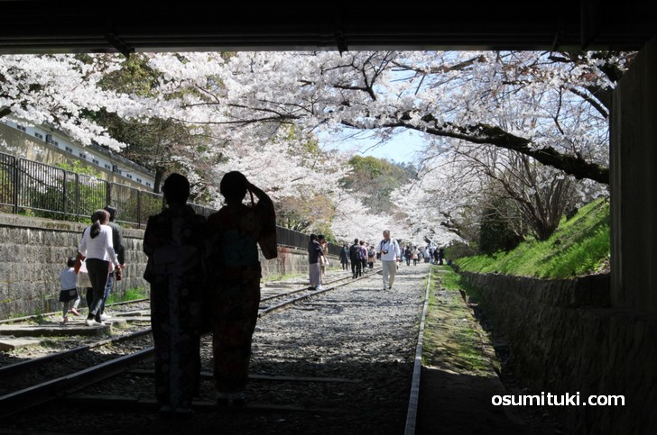 昔の傾斜鉄道(インクライン)沿いにも桜がたくさん!