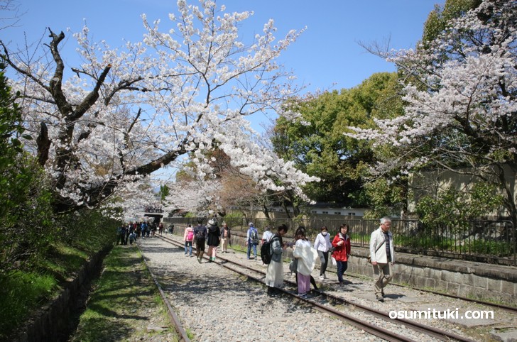 観光客が多く、人気の桜スポットです