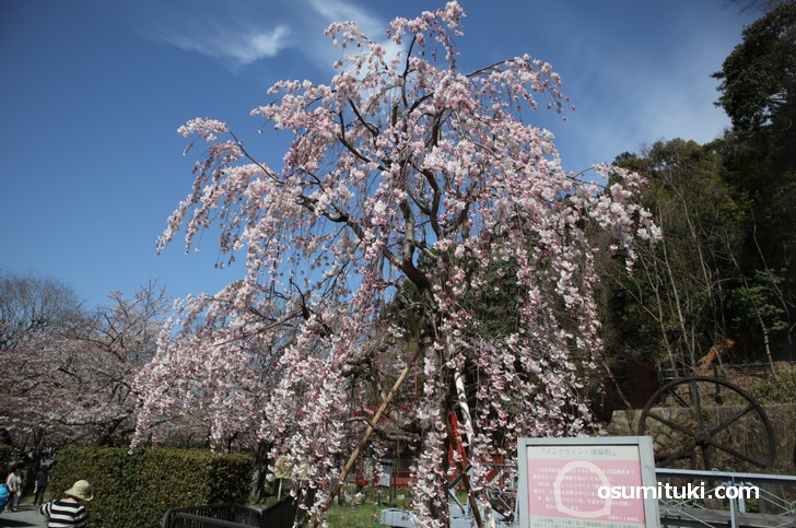神宮丸太町から2.5kmほどの行程(徒歩30分)で見られる桜を紹介しました