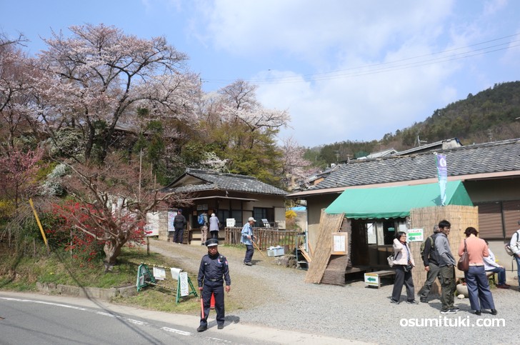 京都「原谷苑」桜の開花状況(2019年4月6日)