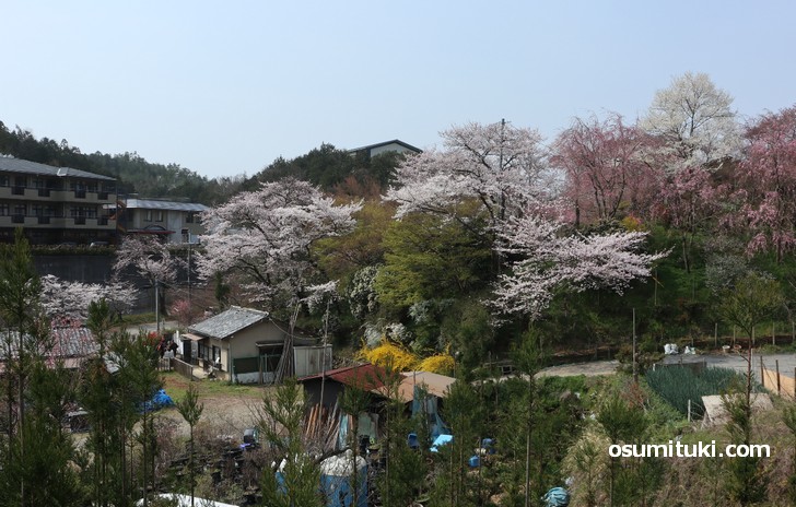 京都「原谷苑」桜の開花状況(2019年4月7日)