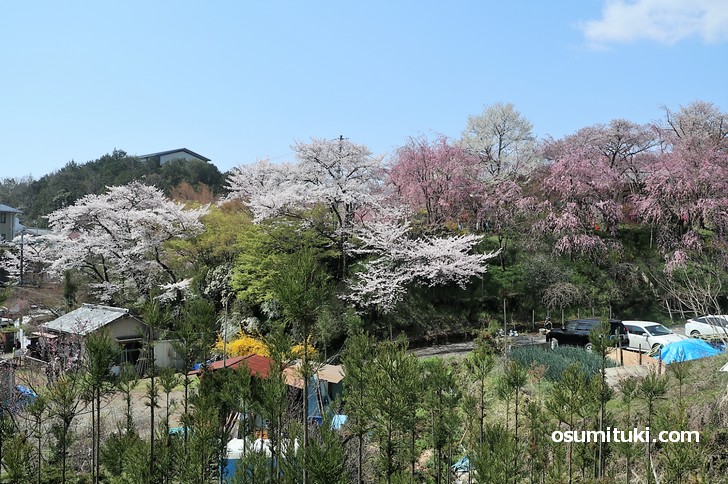 桜の名所 原谷苑 最速開花情報 19年版 京都のお墨付き