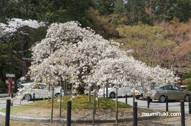 満開なのは2019年4月10日頃までか?