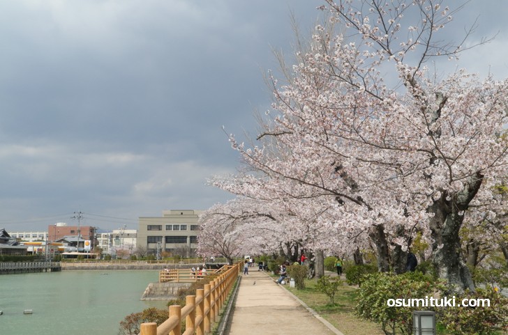 桜が満開の八条ヶ池(2019年4月8日撮影)