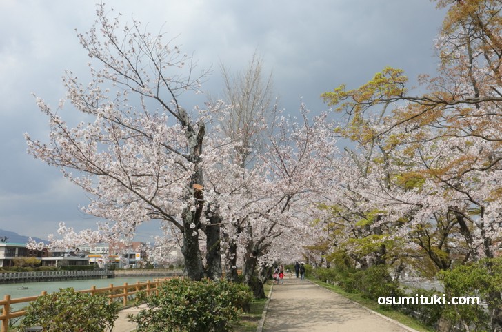 長岡天満宮 八条ヶ池の桜が満開見頃（2019年4月8日） - 京都のお墨付き！