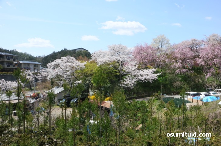 京都「原谷苑」桜の開花状況（2019年4月9日）