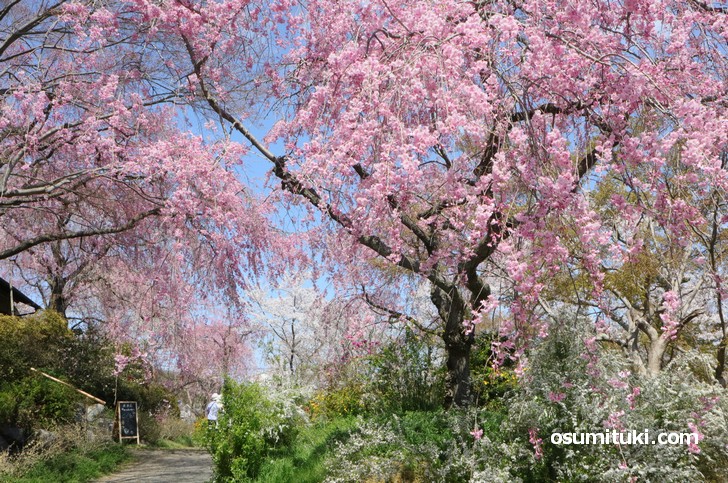 ほぼ満開の原谷苑(2019年4月9日撮影)