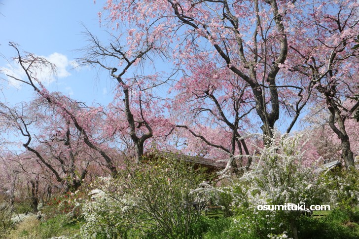 桜と春の花々を一緒に撮影すると良い感じになります