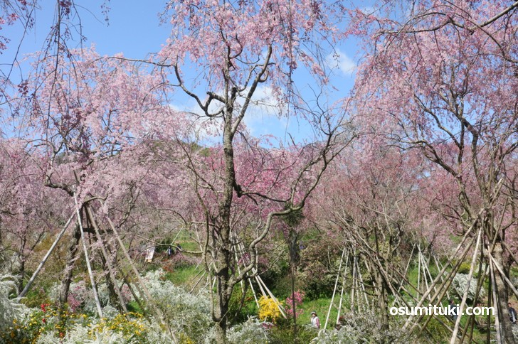 所狭しと桜が植えられており、どこを見たかわからなくなるほどです