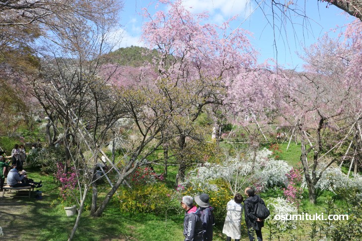 しだれ桜、ソメイヨシノなどが咲き乱れています(御室桜以外)