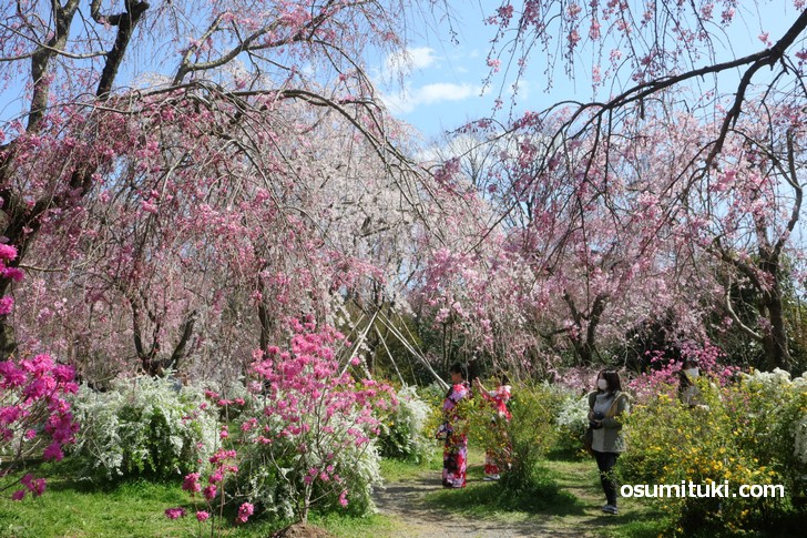 早咲きの枝垂れ桜もちょうど見頃です