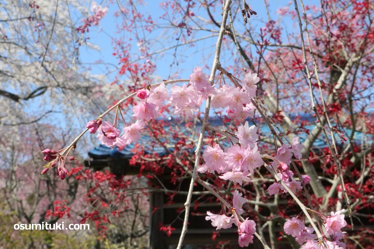 原谷苑はピンクと白の花びらが混在していてキレイです