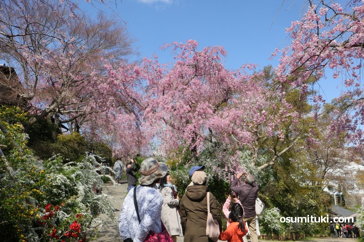 入口すぐの桜、敷地全部余すところなく桜の絶景ポイントなのが原谷苑の特徴
